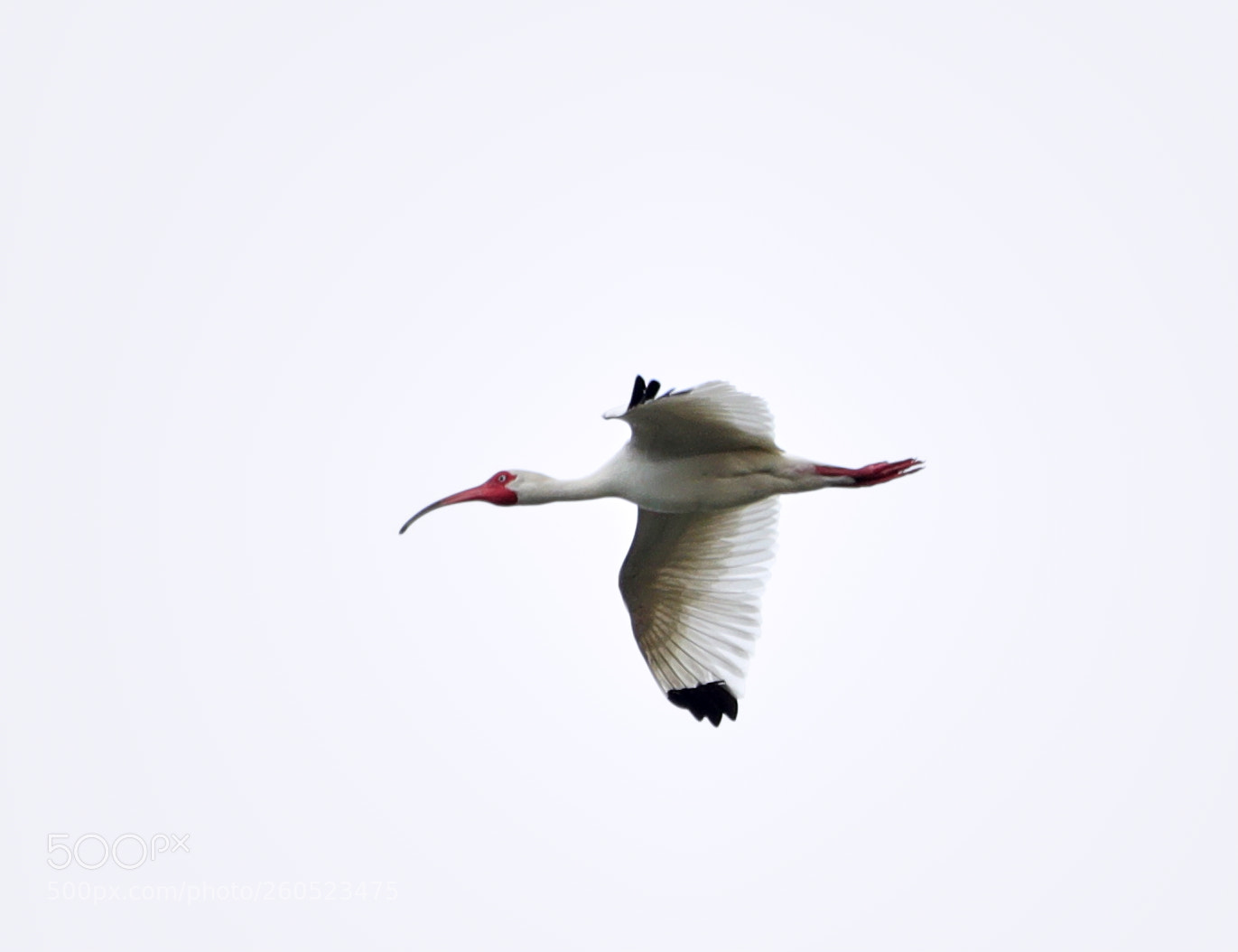 Canon EOS-1D X Mark II sample photo. 06-02-18-0020896 1.jpg photography