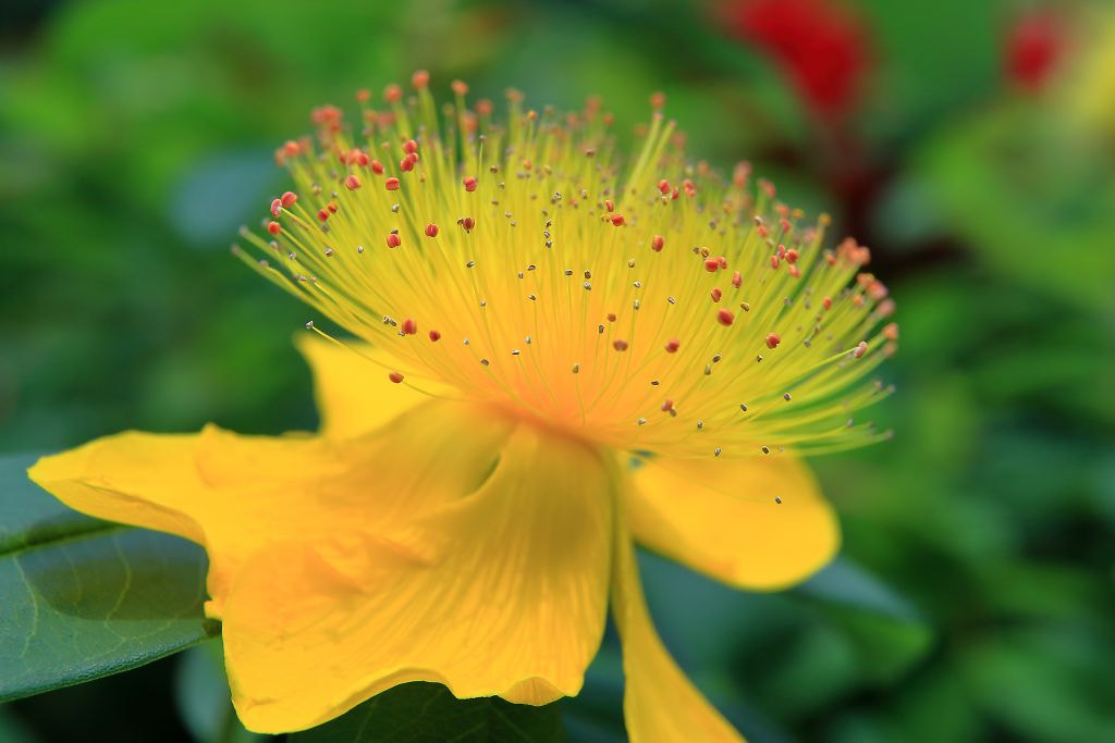 Canon EOS-1D Mark III sample photo. Hypericum photography