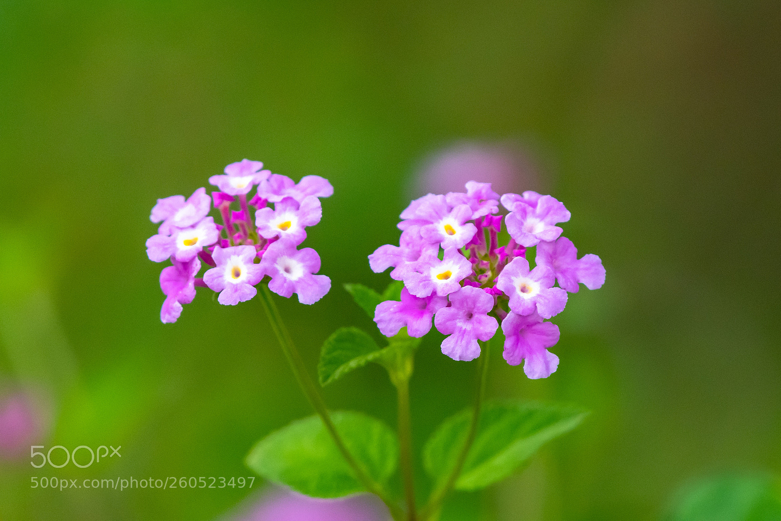Nikon D500 sample photo. Wild blooms photography