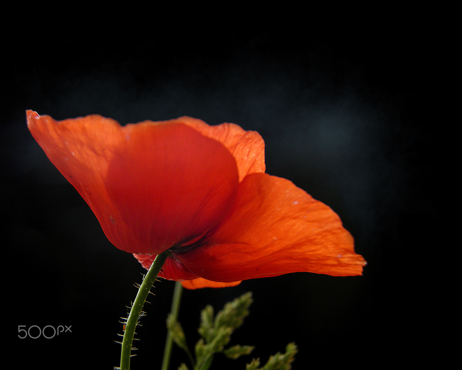Olympus SP800UZ sample photo. Red poppy photography