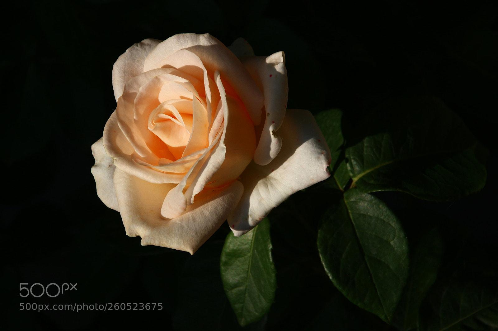 Canon EOS 100D (EOS Rebel SL1 / EOS Kiss X7) sample photo. From my garden......... photography