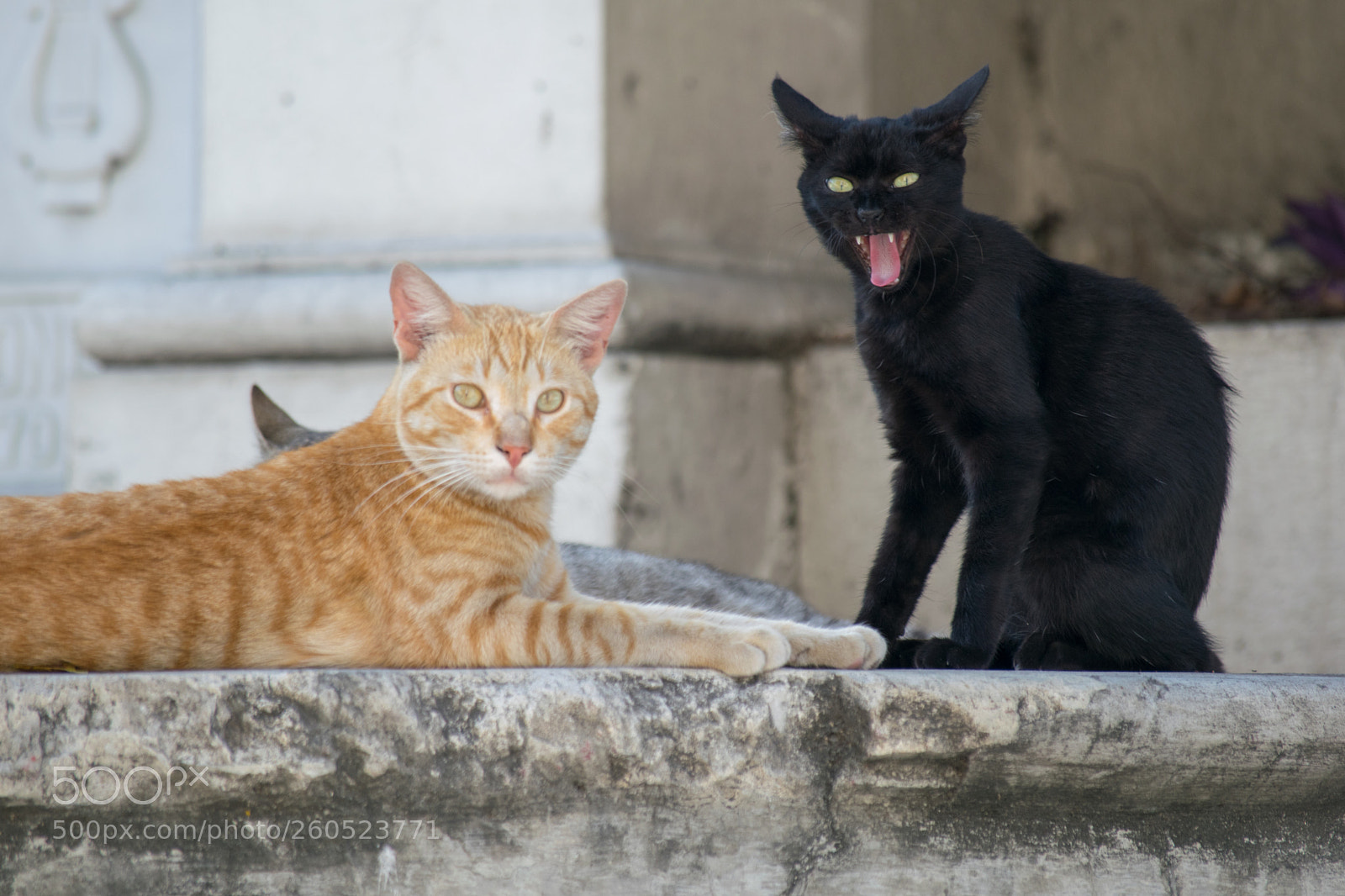 Nikon D5300 sample photo. Rmn-35.jpg photography