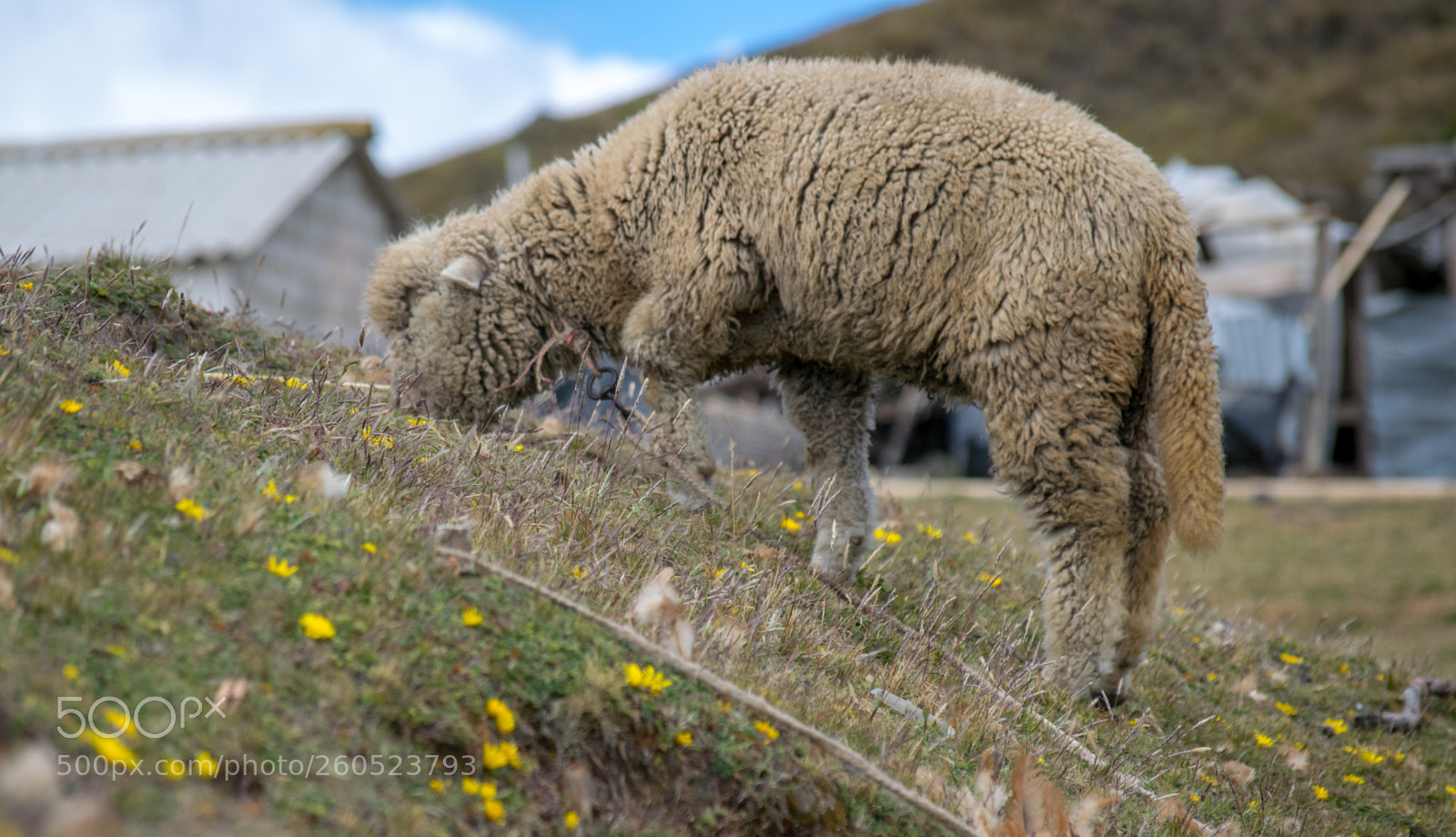 Nikon D5300 sample photo. A sheep eating grass photography