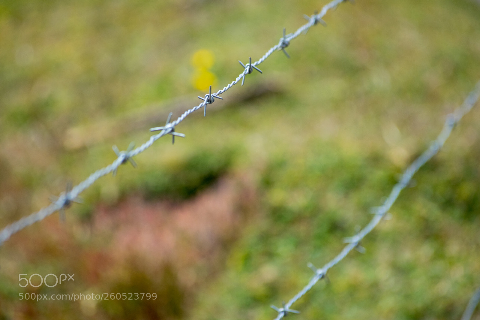 Nikon D5300 sample photo. Wire fence in the photography