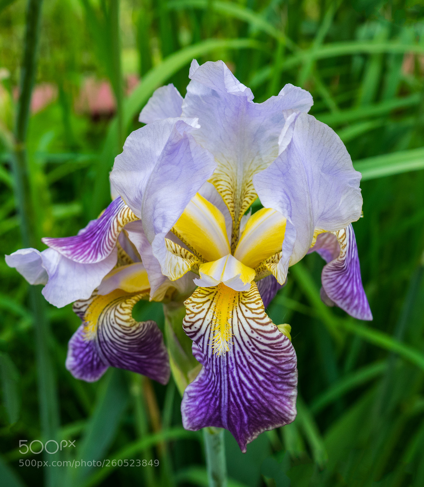 Nikon D3300 sample photo. A stunning iris bloom photography