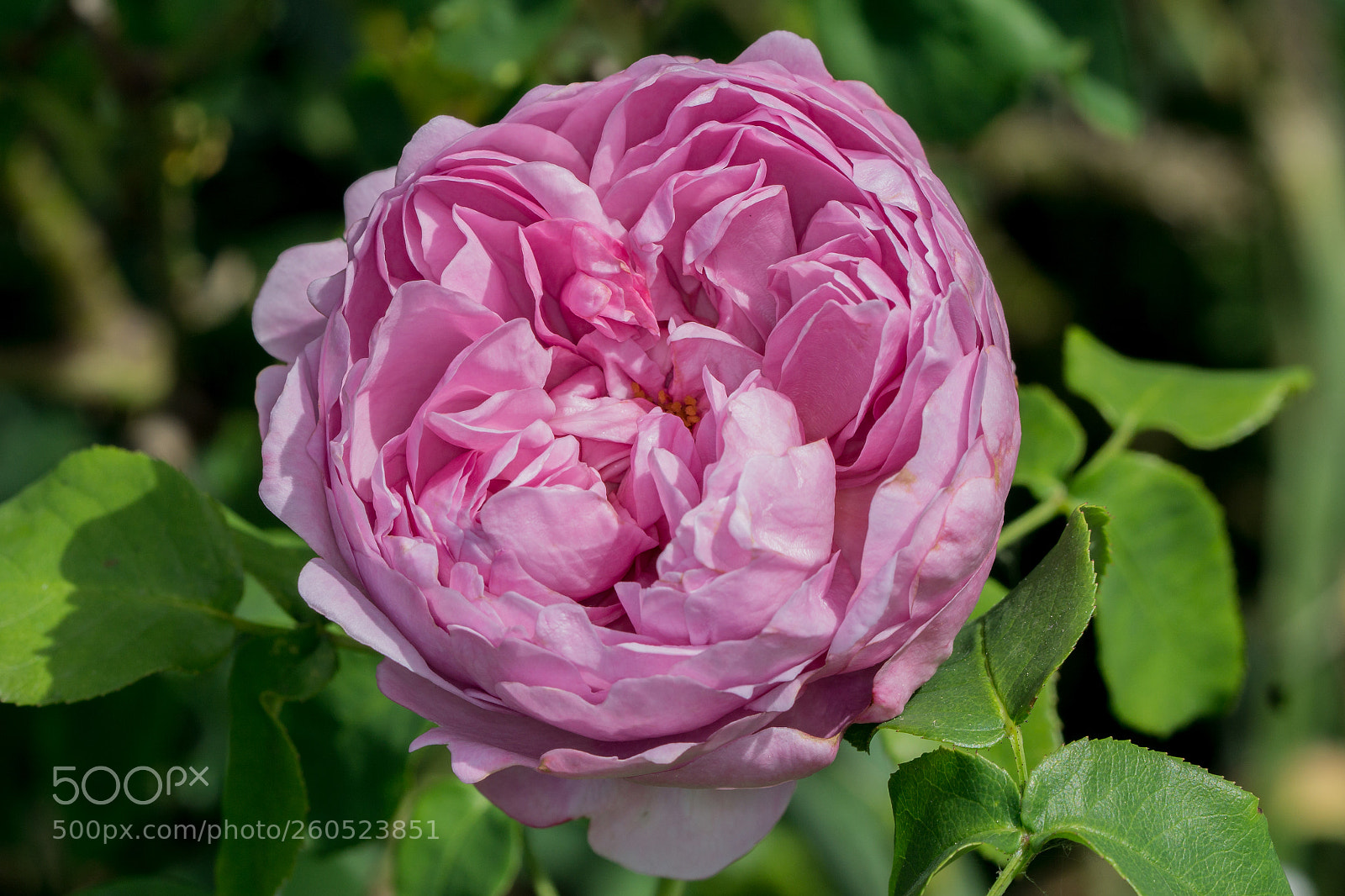 Sony a6000 sample photo. Charles rennie macintosh photography