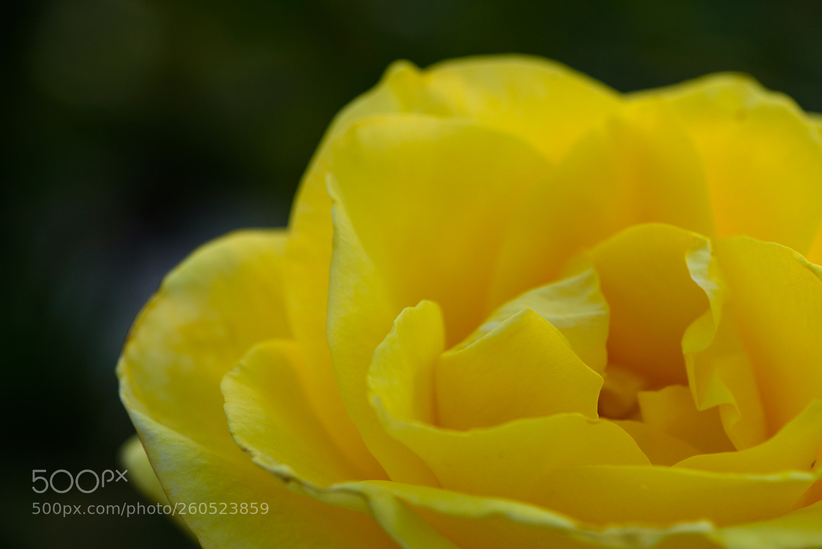Nikon D750 sample photo. Yellow rose photography
