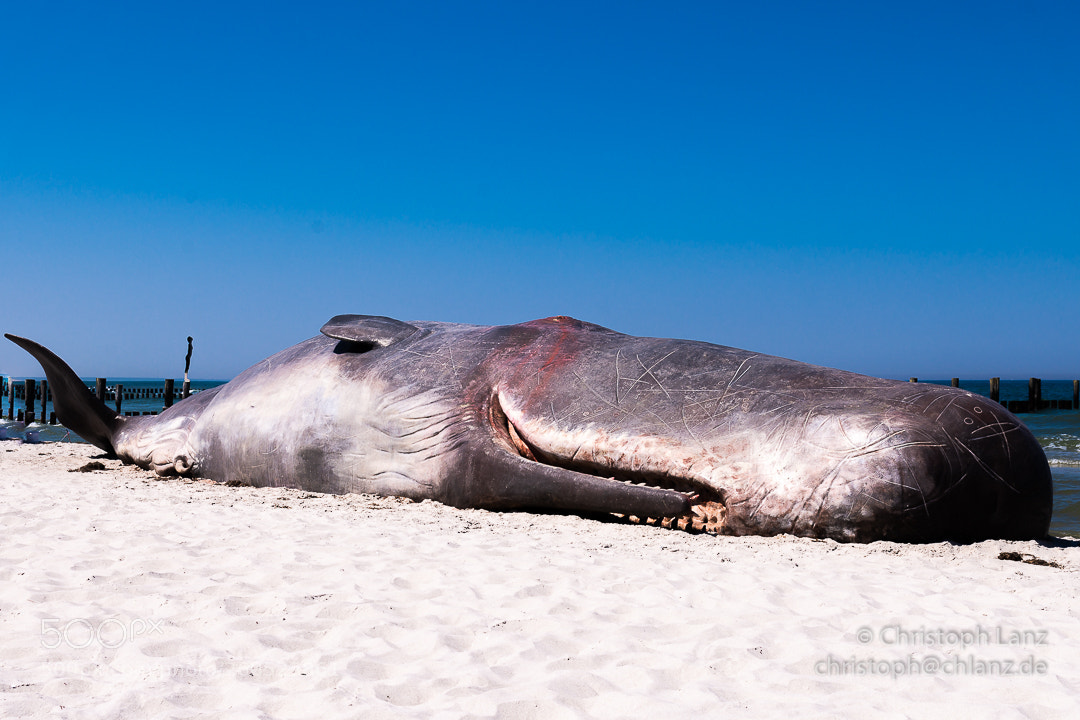 Nikon D7200 sample photo. Sea daughter mourns the photography