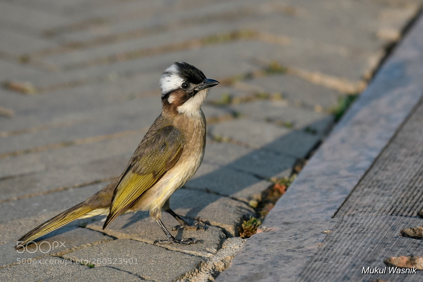 Nikon D850 sample photo. Alert and waiting to photography