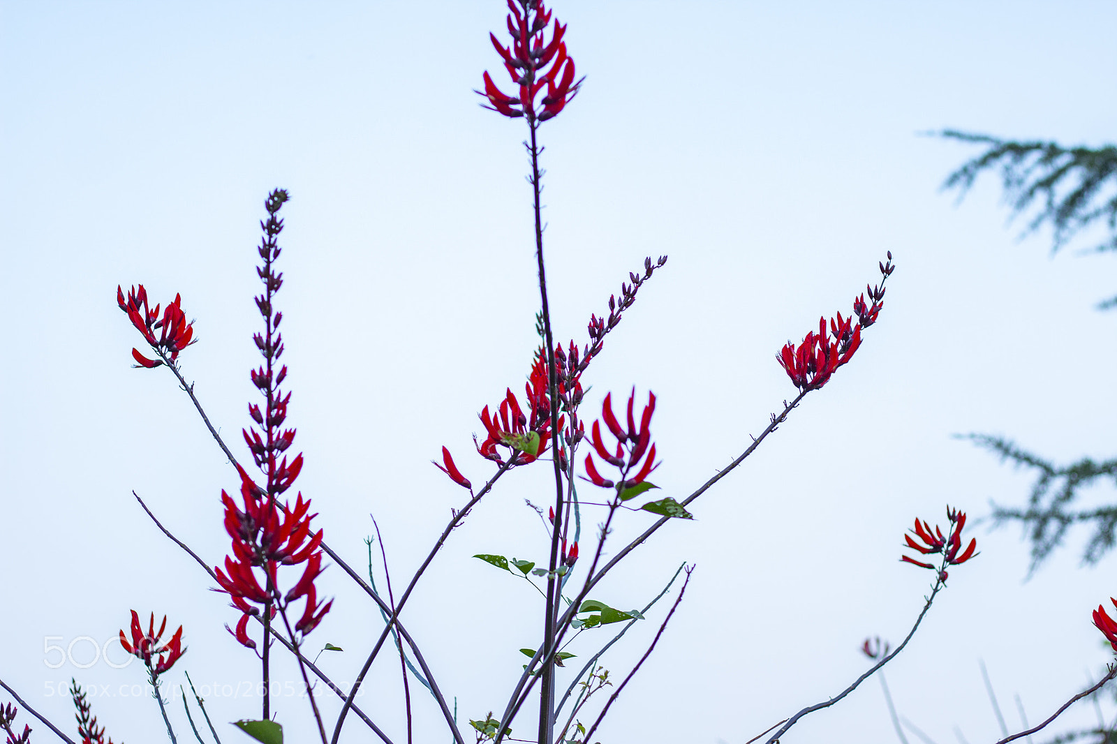 Canon EOS 70D sample photo. Untitled photography