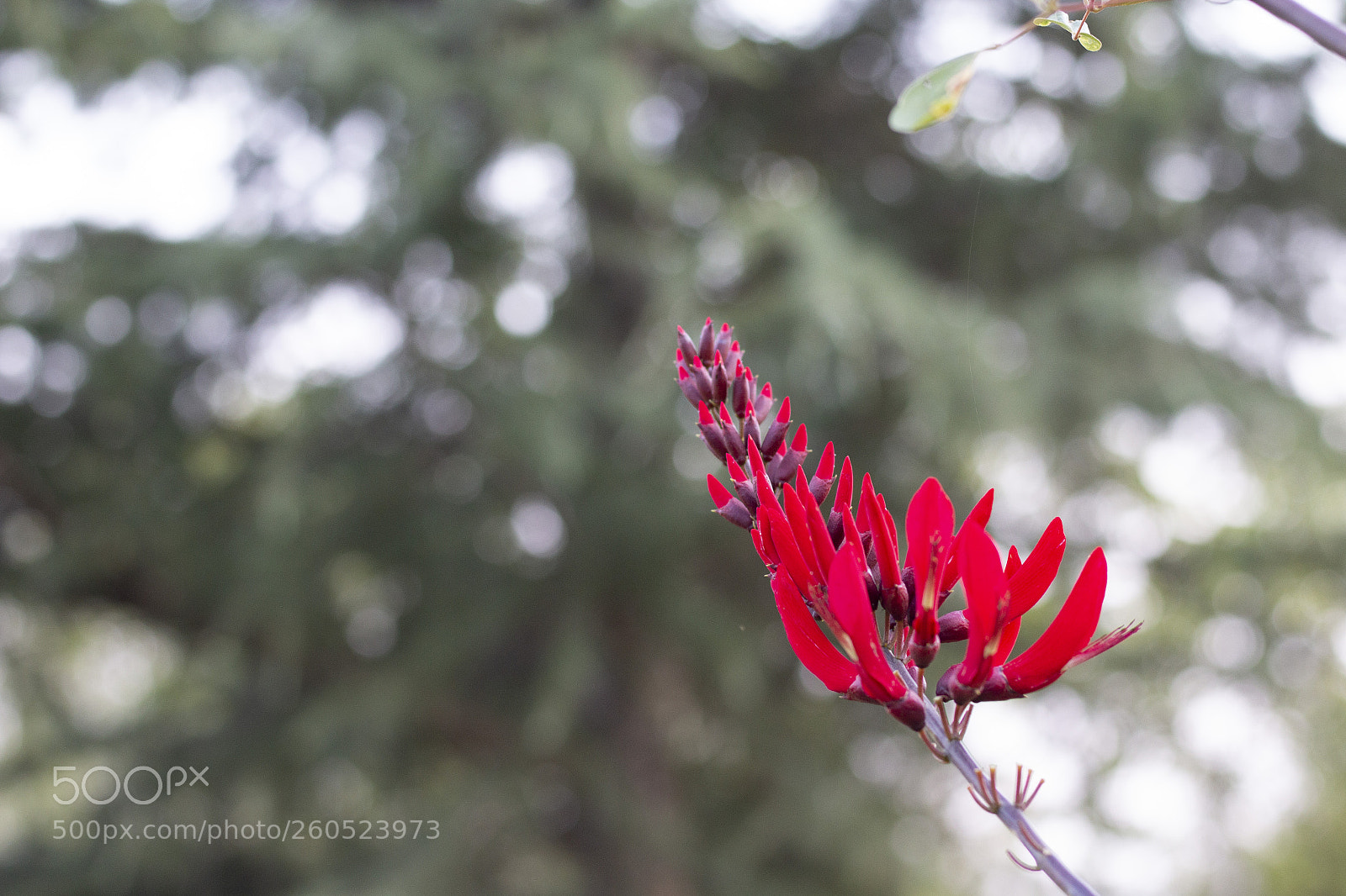 Canon EOS 70D sample photo. Untitled photography
