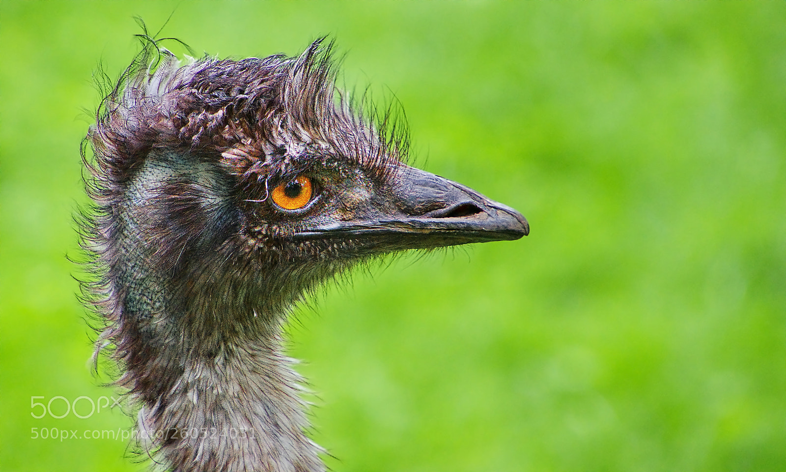 Nikon D7000 sample photo. Bird in born photography