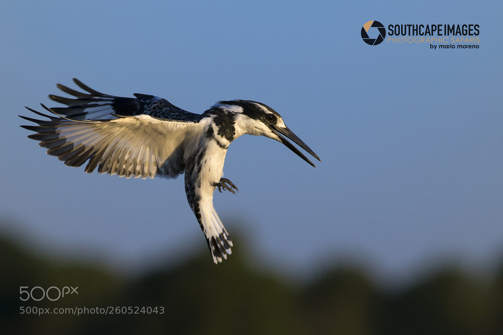 Canon EOS-1D X sample photo. Hovering kingfisher photography