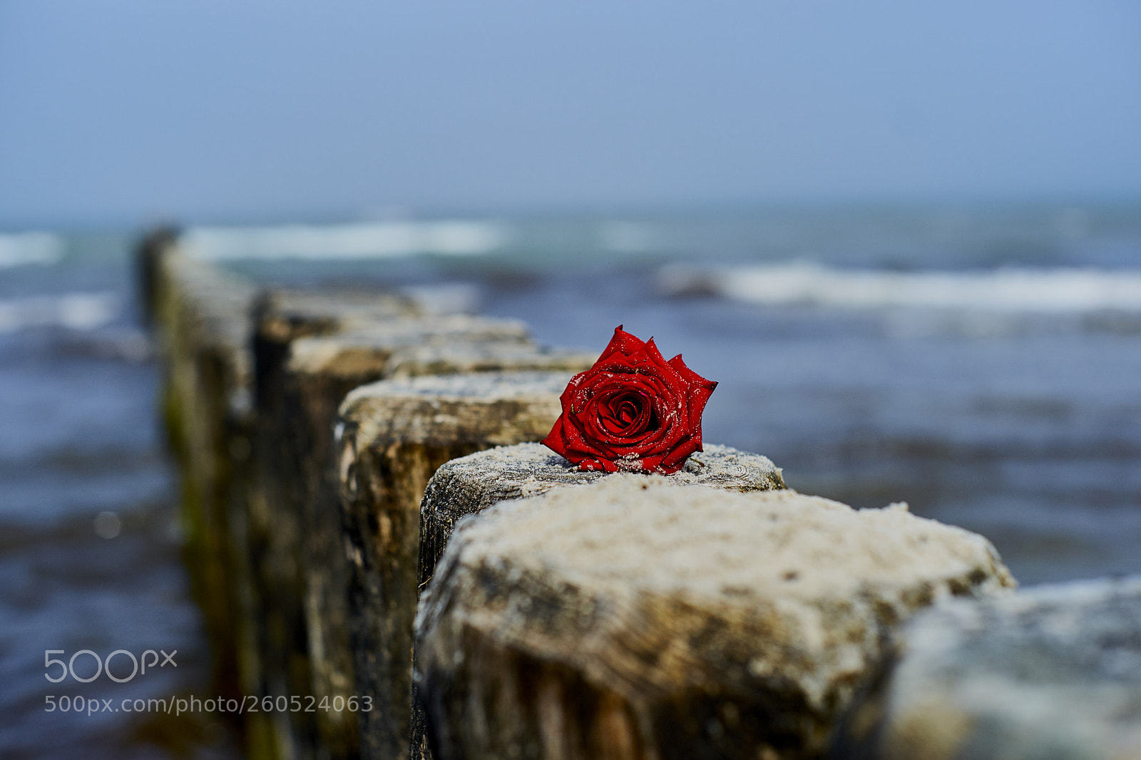 Sony Alpha DSLR-A850 sample photo. A last farewell? photography