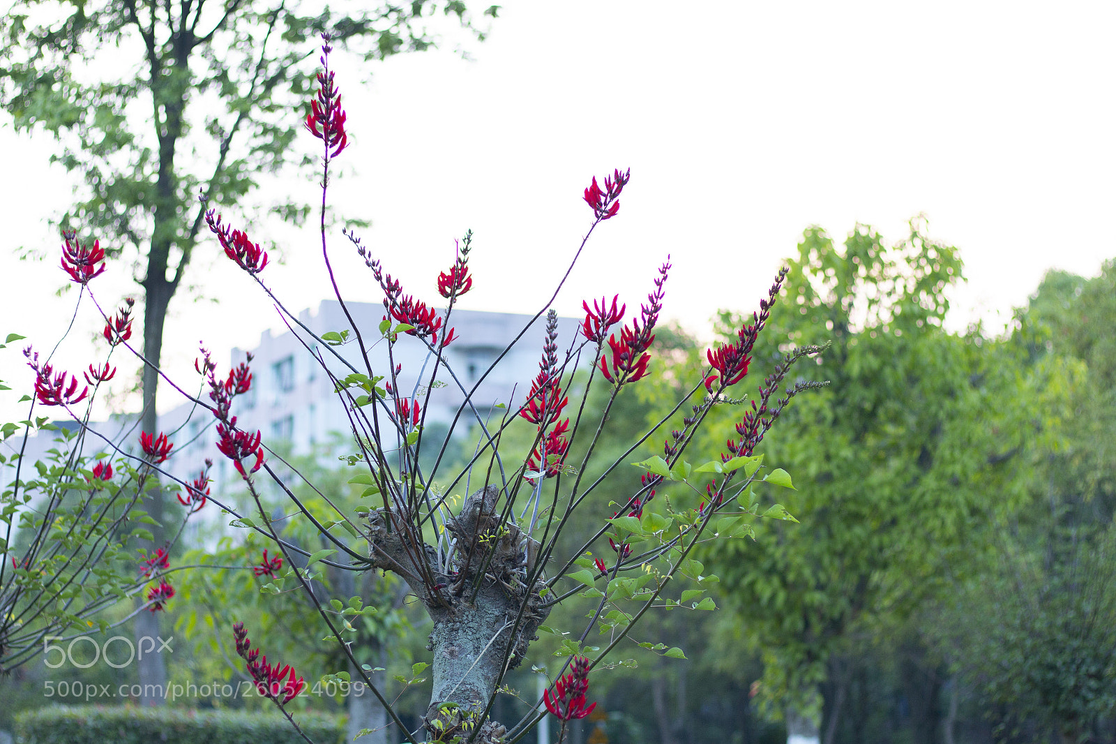 Canon EOS 70D sample photo. Untitled photography