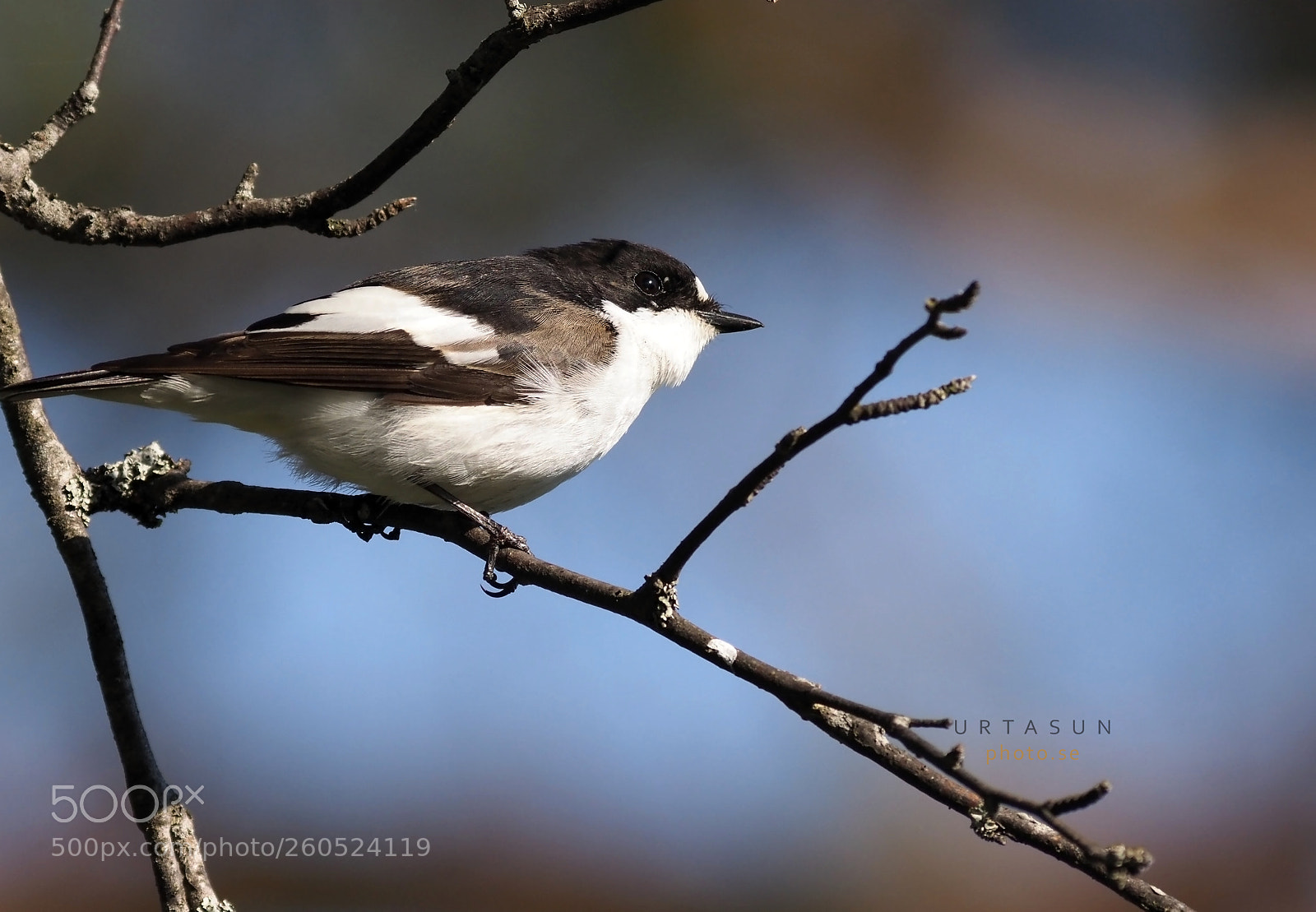Olympus OM-D E-M1 Mark II sample photo. Flycatcher photography