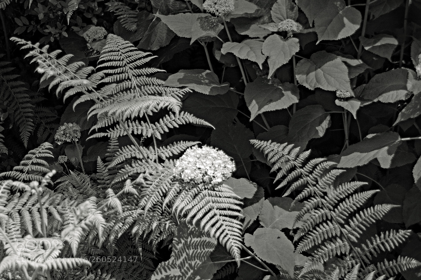 Nikon D5300 sample photo. Ferns photography