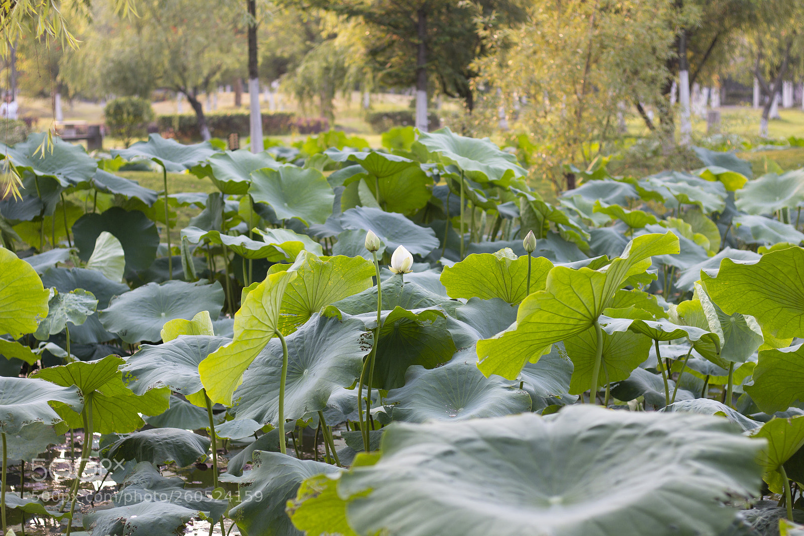 Canon EOS 70D sample photo. Untitled photography