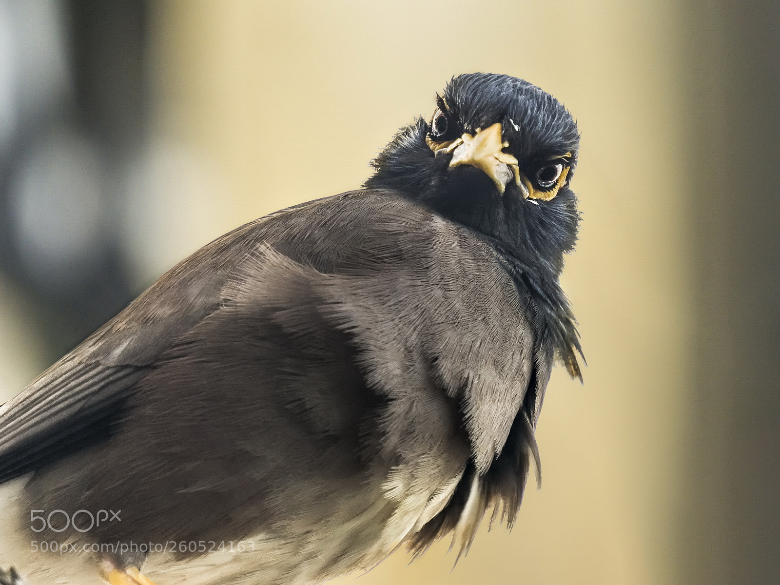 Sony a6000 sample photo. Myna photography
