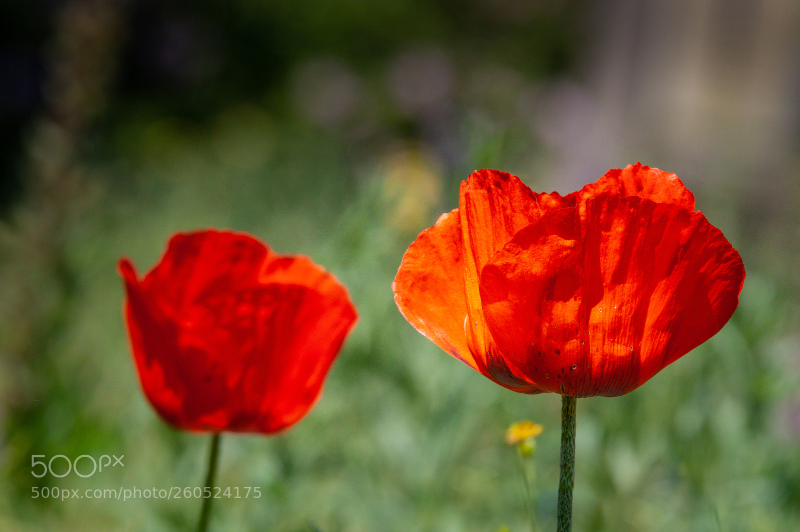 Nikon D300S sample photo. Yesterday ... on the photography
