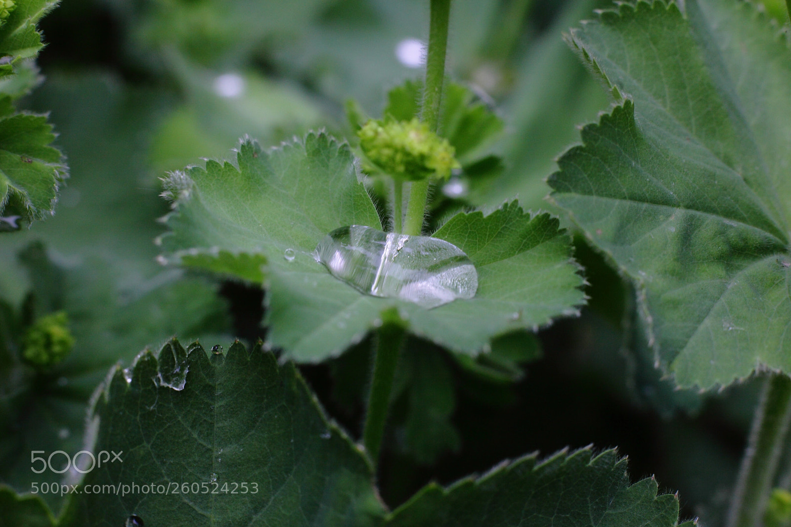 Canon EOS 5D Mark II sample photo. Waterdruppel op blad vrouwenmantel photography