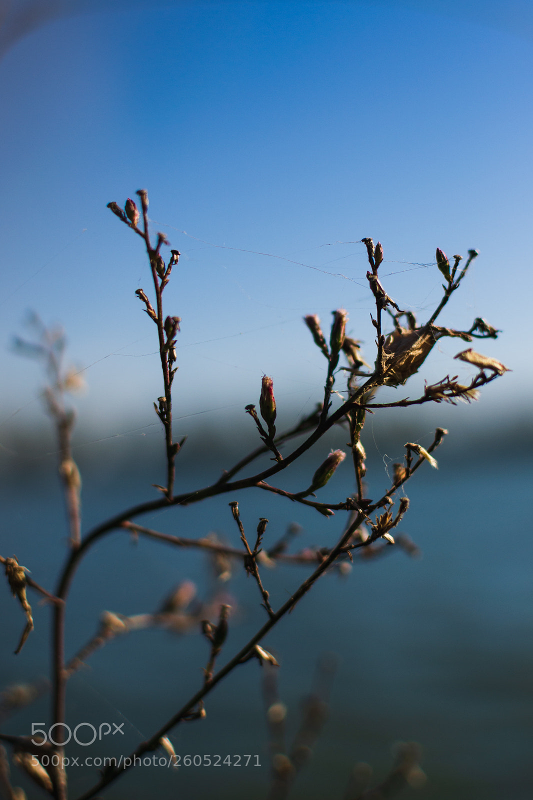 Nikon D3100 sample photo. Ey! photography