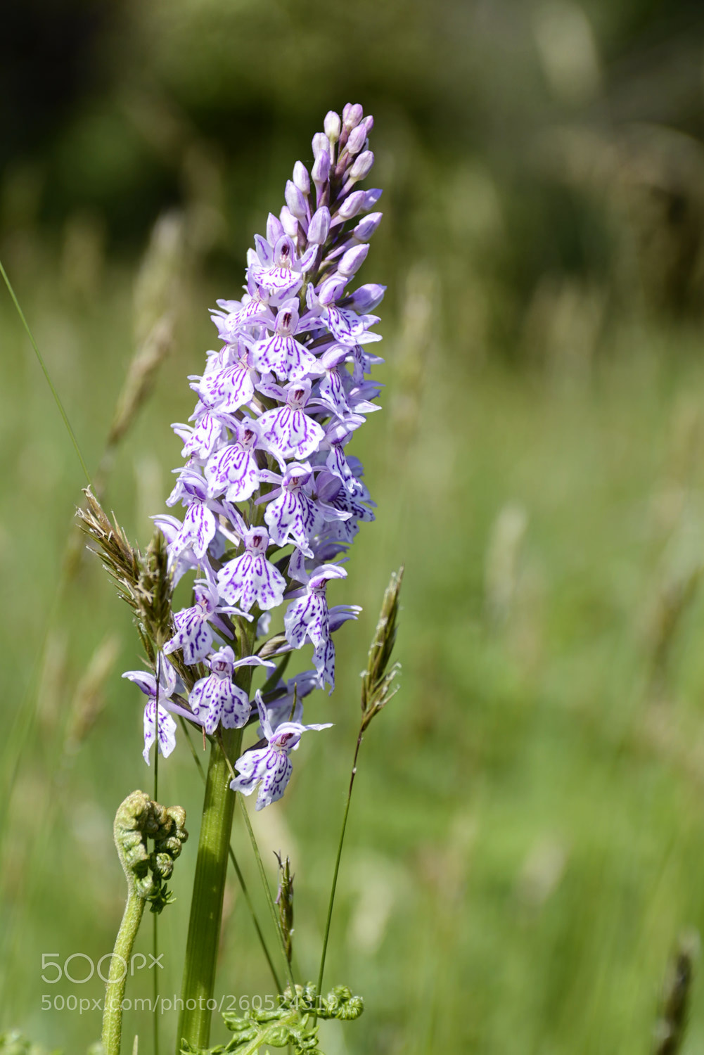 Nikon D800 sample photo. Common spotted-orchid (dactylorhiza fuchsii) photography