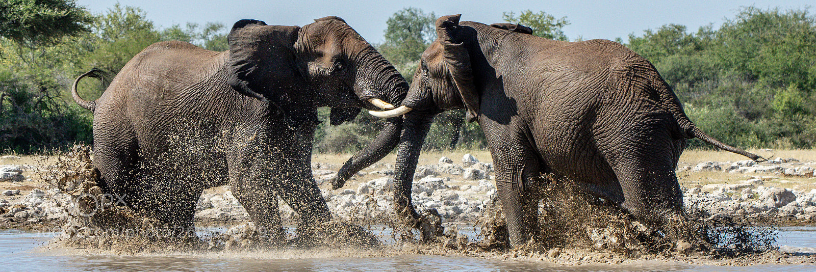 Pentax K-3 II sample photo. Fighting elephants photography
