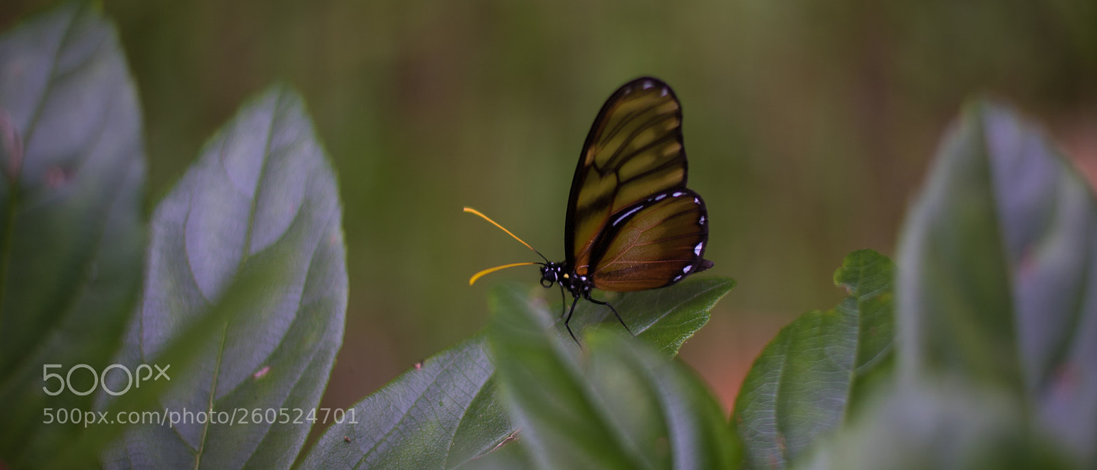 Nikon D750 sample photo. Butterfly photography