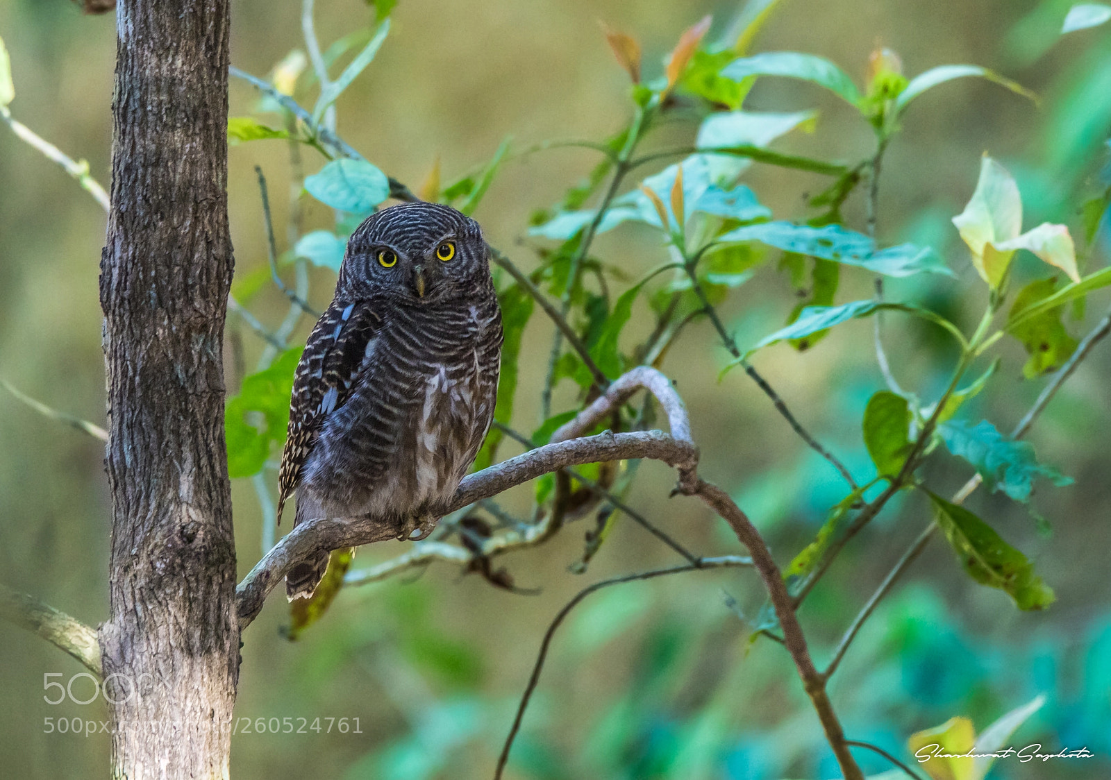 Canon EOS 7D Mark II sample photo. Staring owlet photography