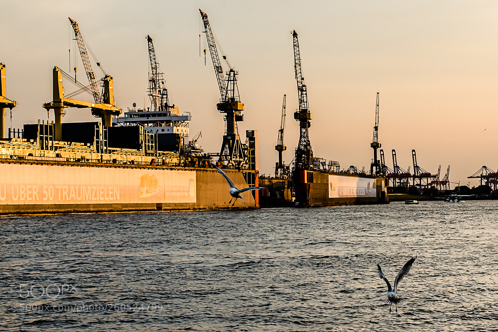 Nikon D750 sample photo. Two seagulls photography