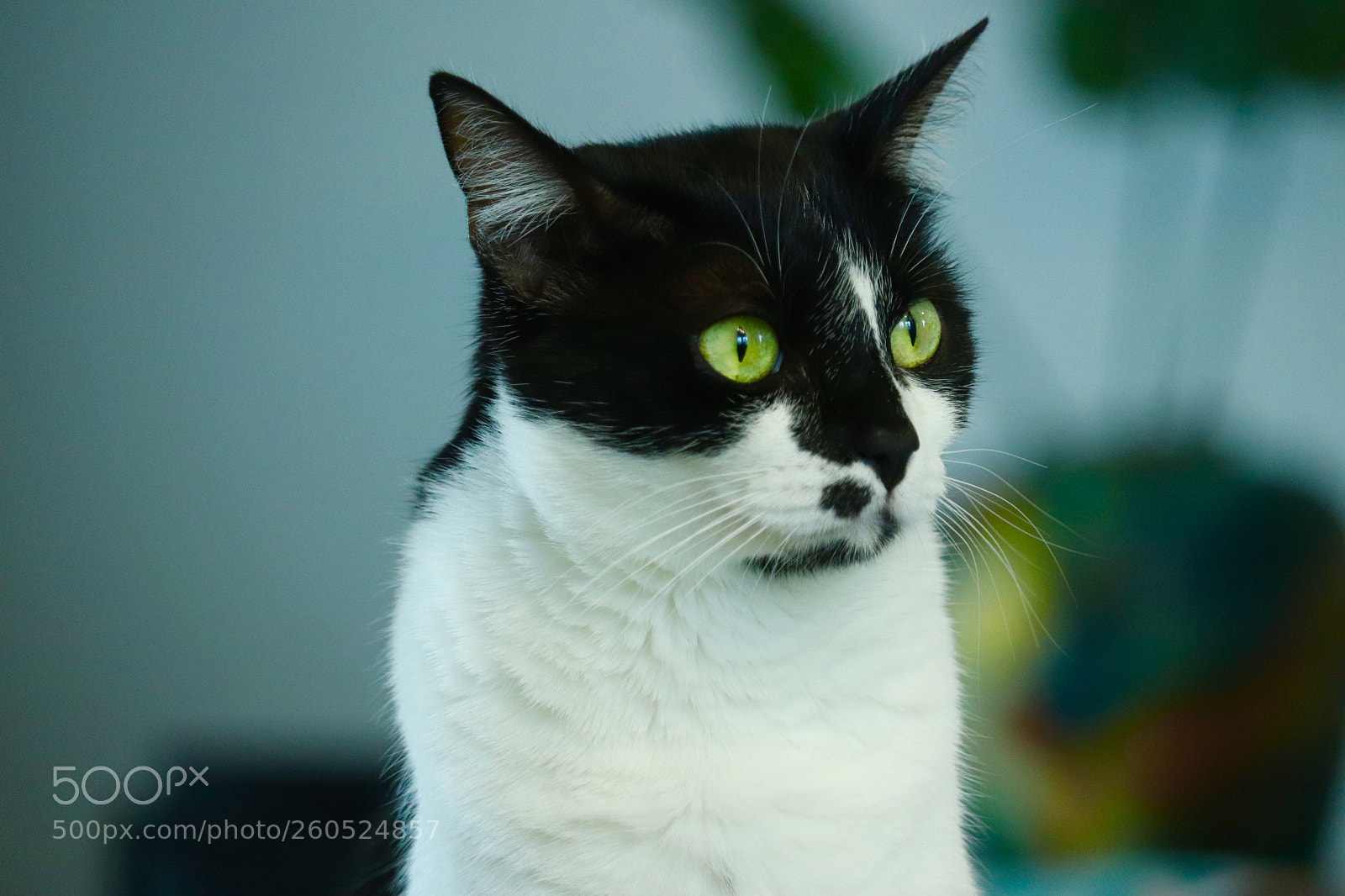 Canon EOS 77D (EOS 9000D / EOS 770D) sample photo. Untitled photography