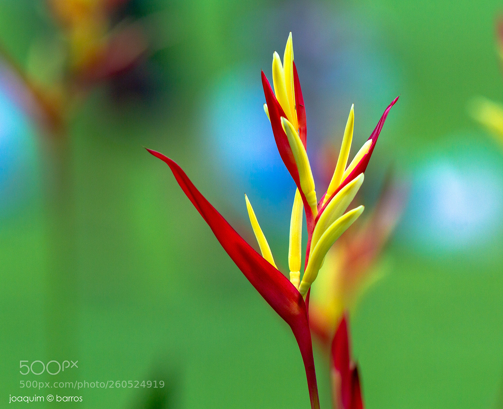 Canon EOS 7D sample photo. Elegance photography