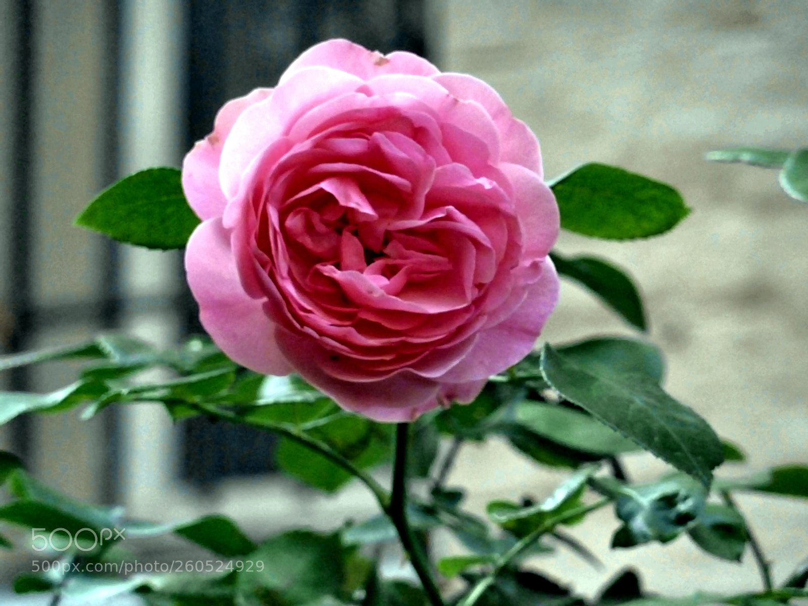 Panasonic Lumix DMC-ZS7 (Lumix DMC-TZ10) sample photo. Rose flower. moscow. summer. photography