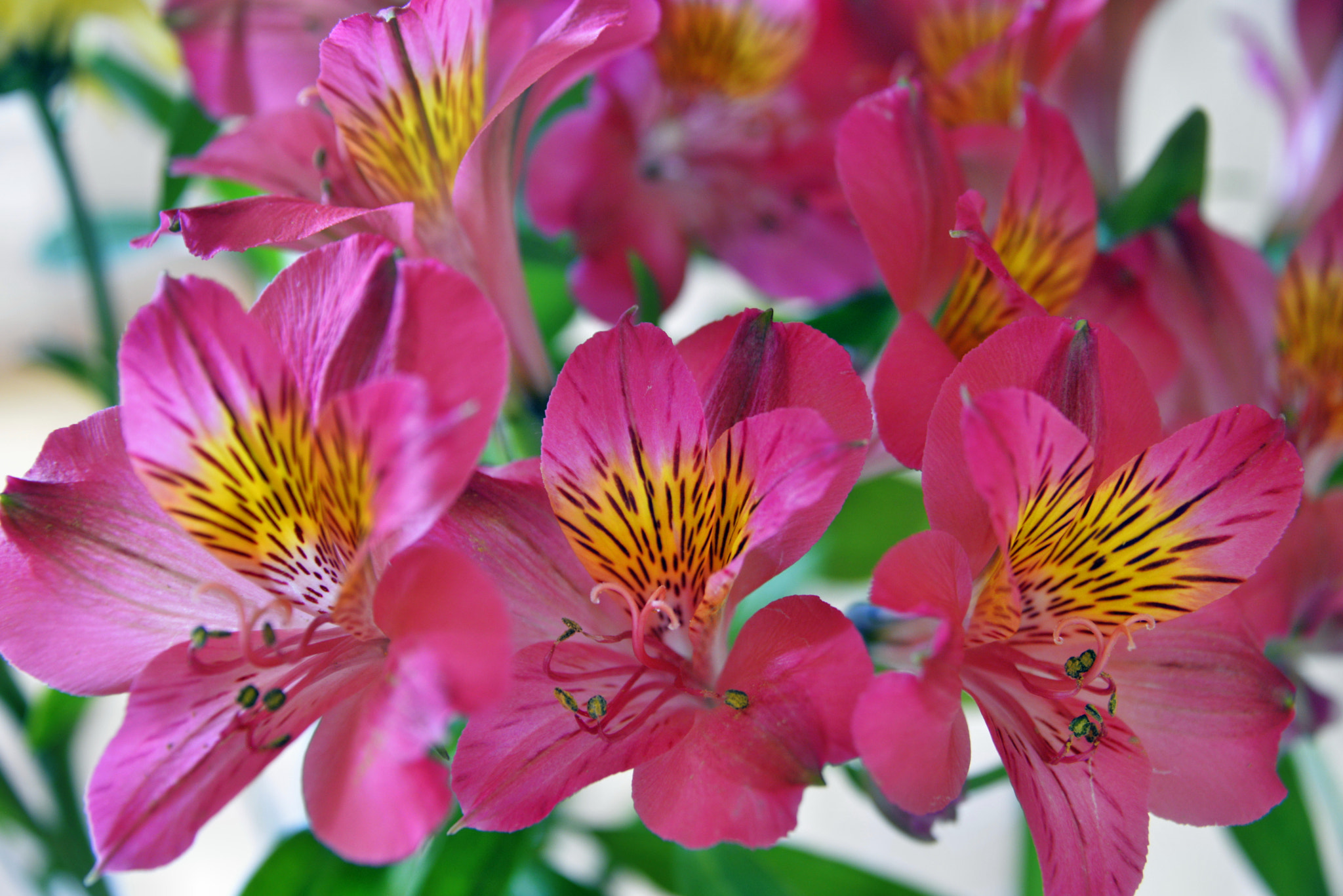 Nikon D610 sample photo. Alstroemerias photography