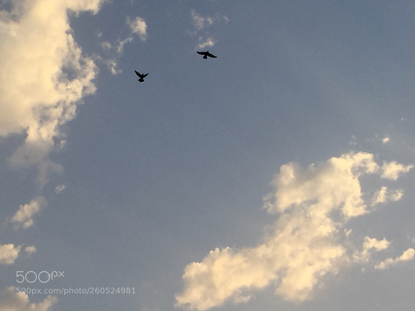 Apple iPhone 6 sample photo. Untitled photography
