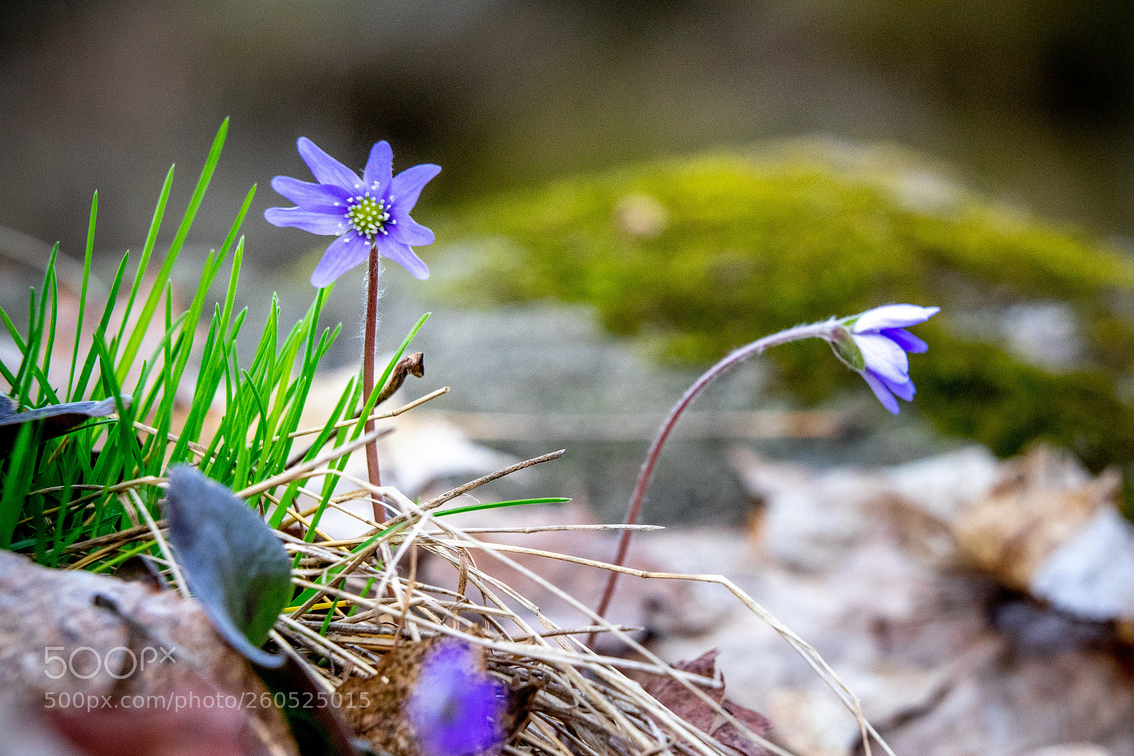 Sony a7 II sample photo. 113/365: spring flowers photography