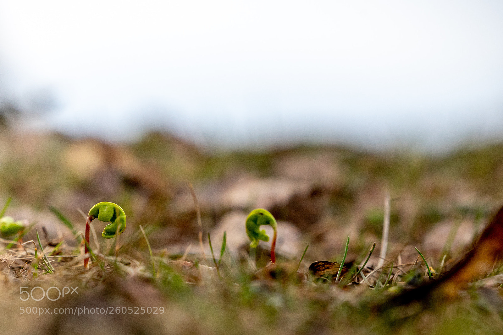 Sony a7 II sample photo. 114/365: growing photography