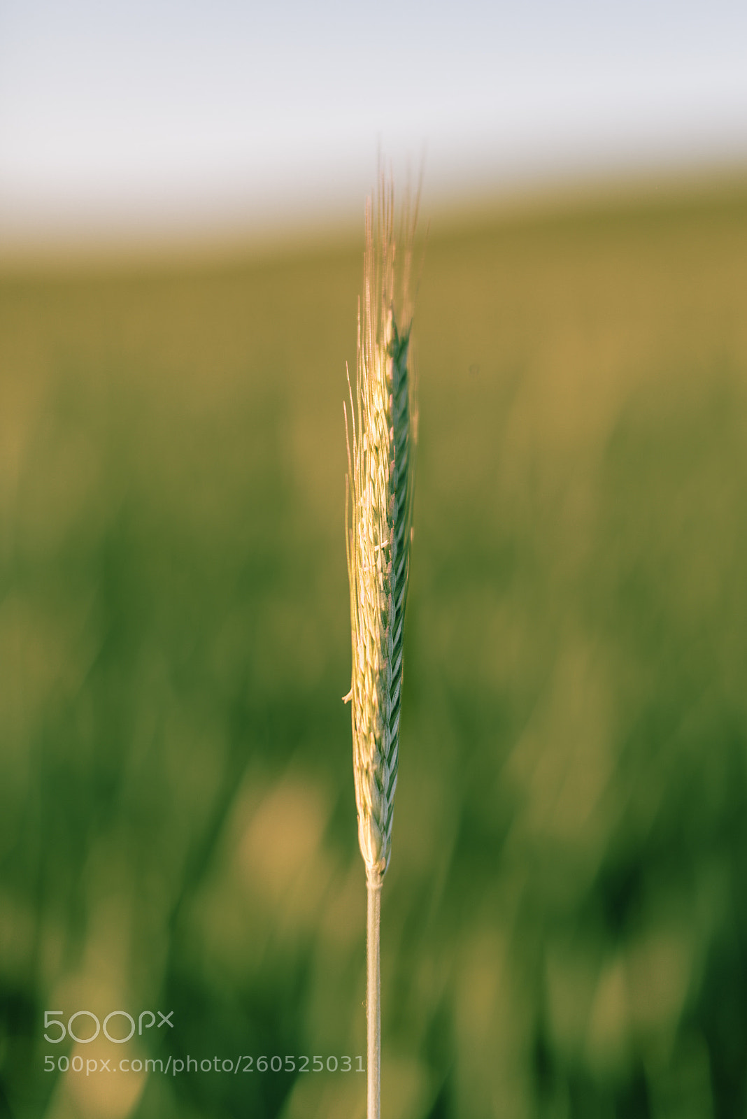 Nikon D750 sample photo. Young wheat photography