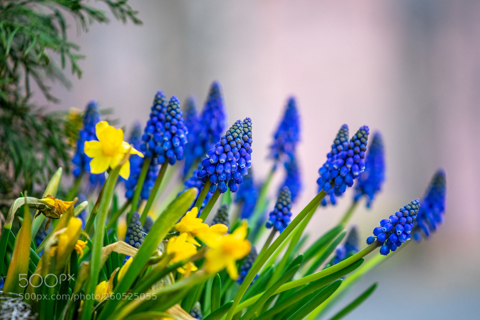 Sony a7 II sample photo. 115/365: spring flowers 2 photography