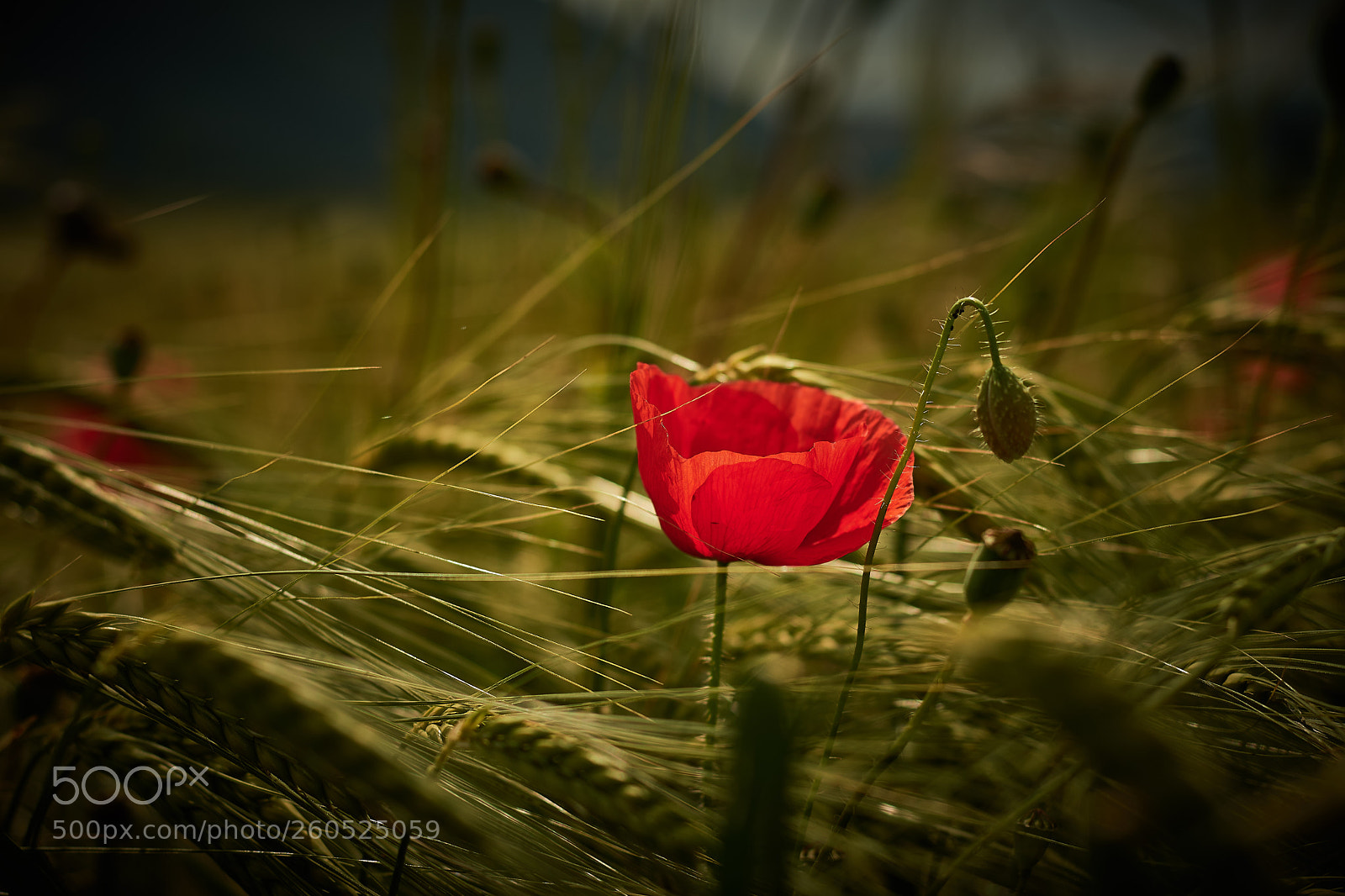 Nikon D500 sample photo. Mohnblume photography