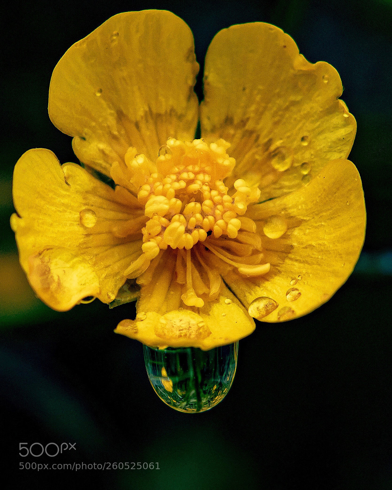 Canon EOS 1300D (EOS Rebel T6 / EOS Kiss X80) sample photo. My buttercup flows over photography