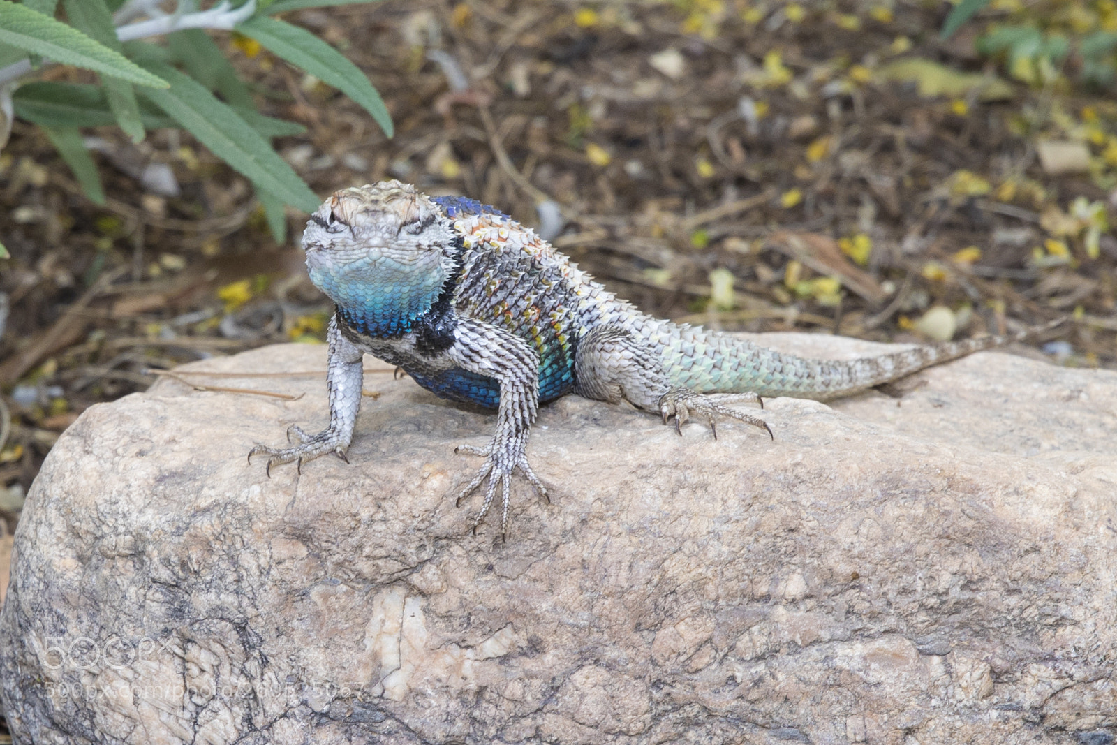 Canon EOS 5D Mark IV sample photo. Aqua dude photography