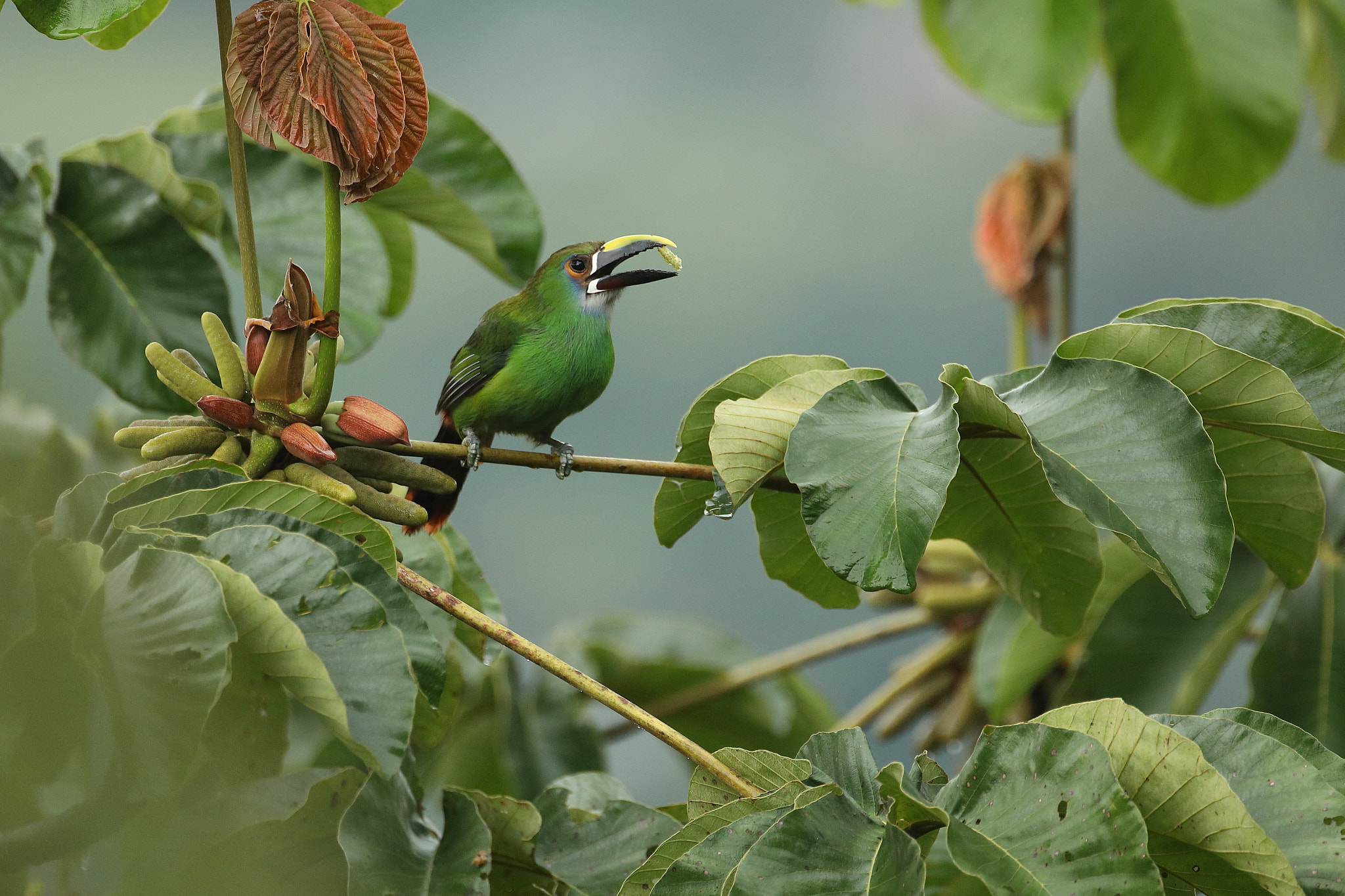 Canon EF 500mm F4L IS USM sample photo. White-throated toucanet photography