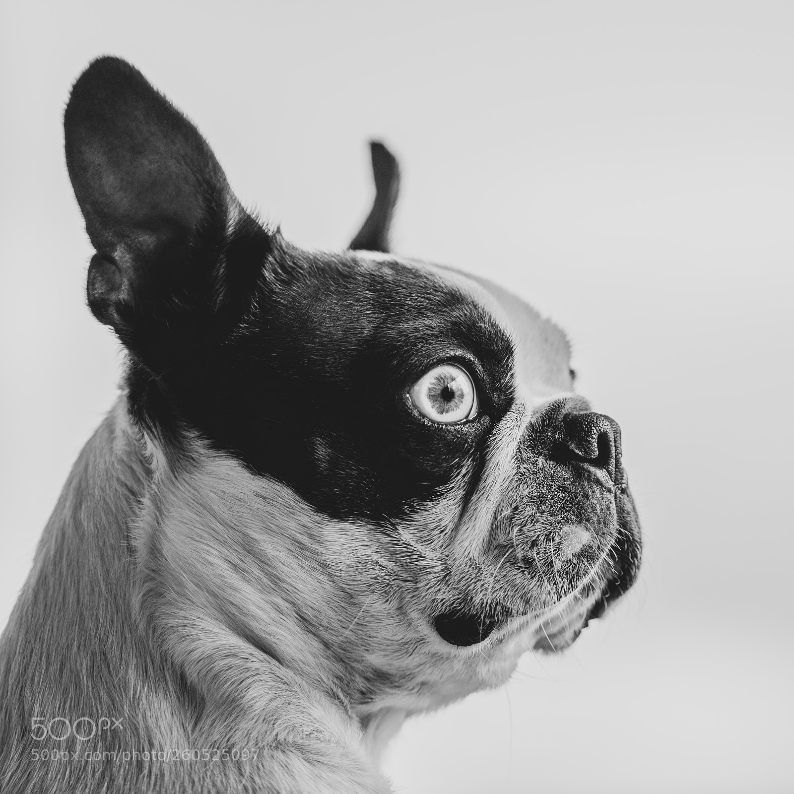 Sony a7 II sample photo. 116/365: elvi photography
