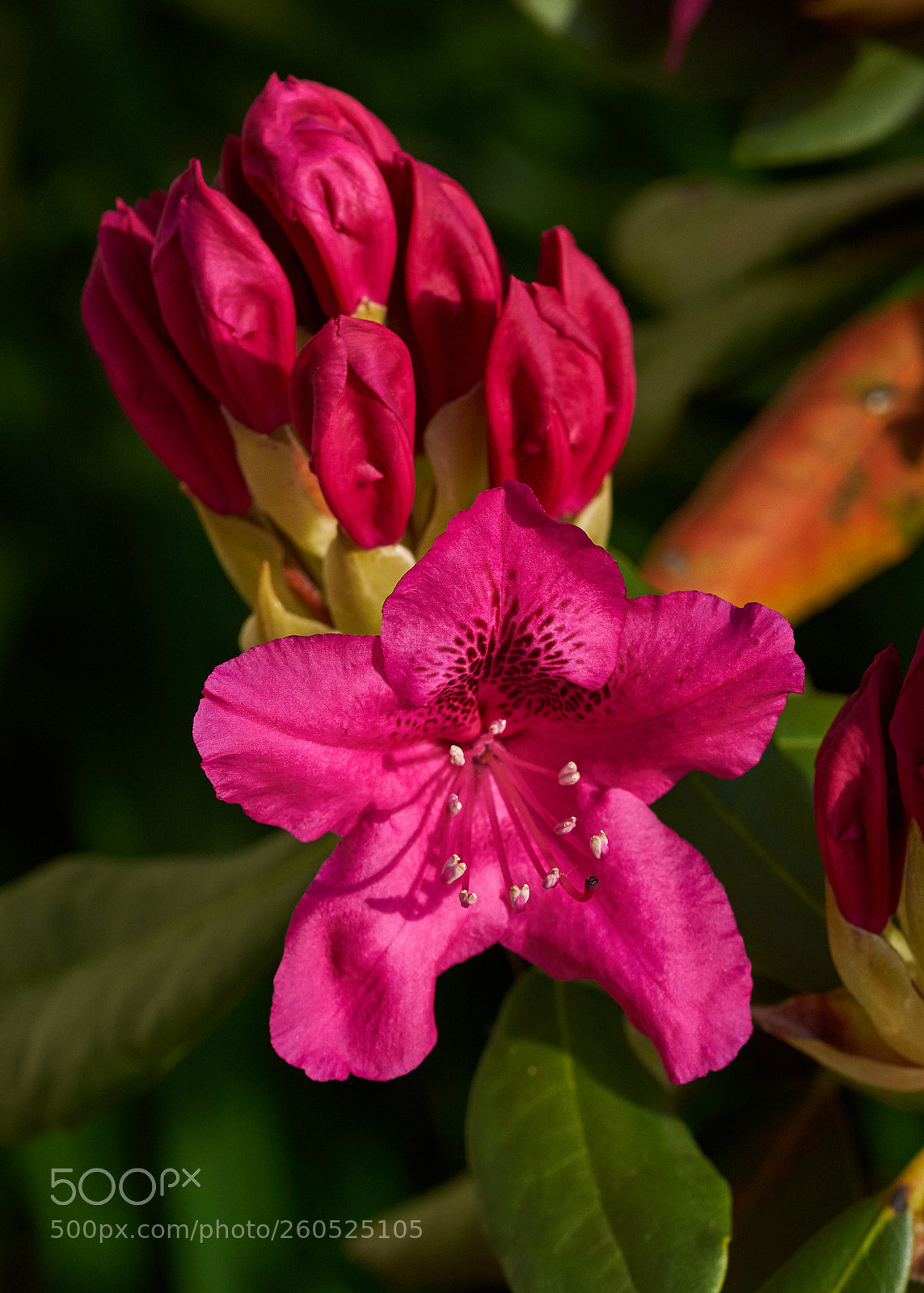 Sony a7R II sample photo. Rhododendron blossom in the photography