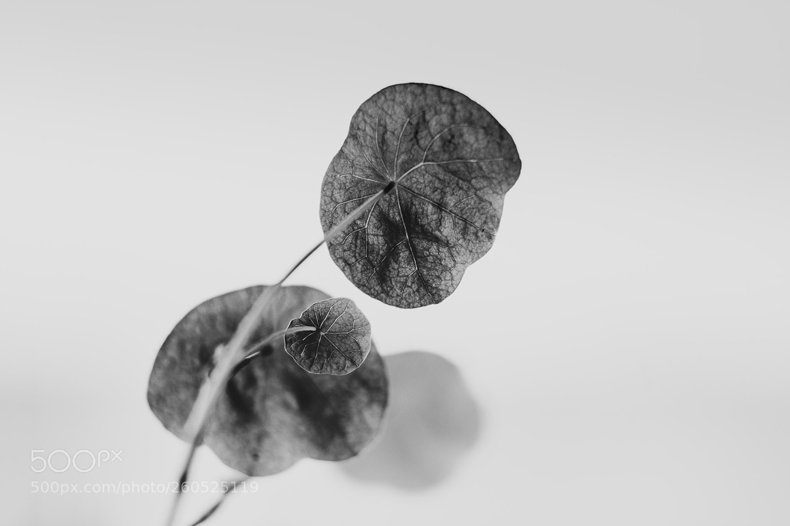Sony a7 II sample photo. 117/365: leaves photography
