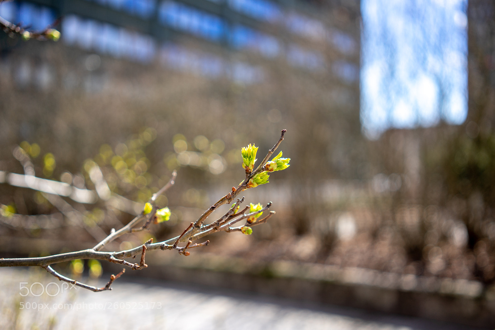 Sony a7 II sample photo. 120/365: spring in pasila photography