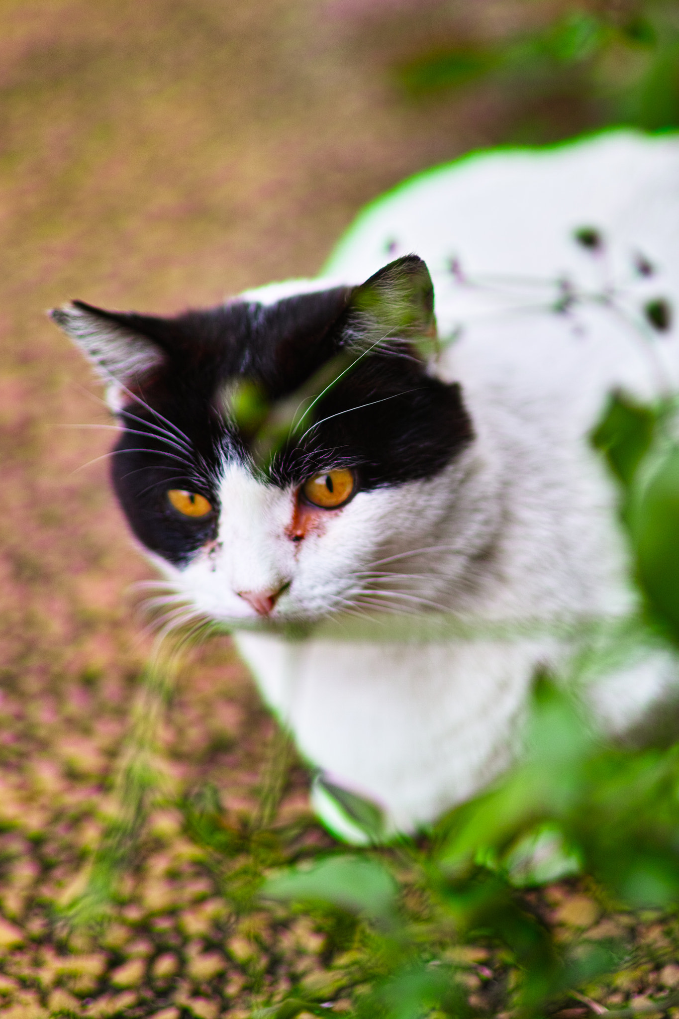 Sigma 85mm F1.4 EX DG HSM sample photo. Cat every day photography