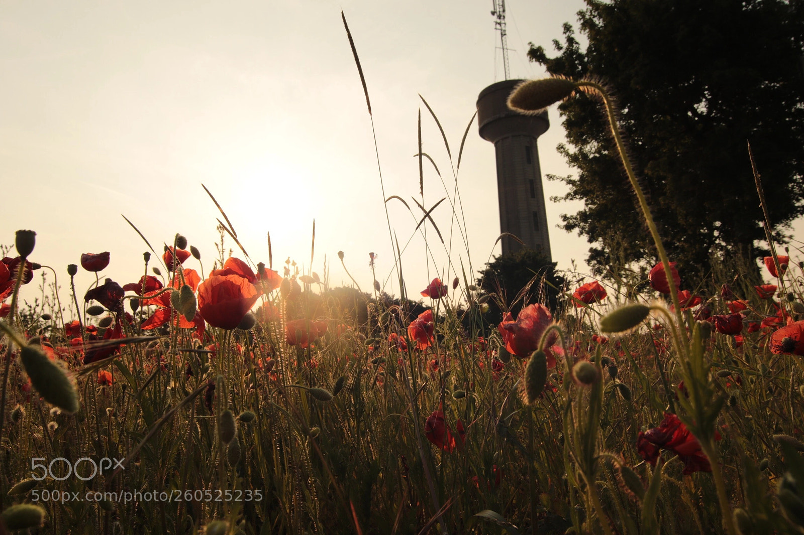 Canon EOS 7D Mark II sample photo. Untitled photography